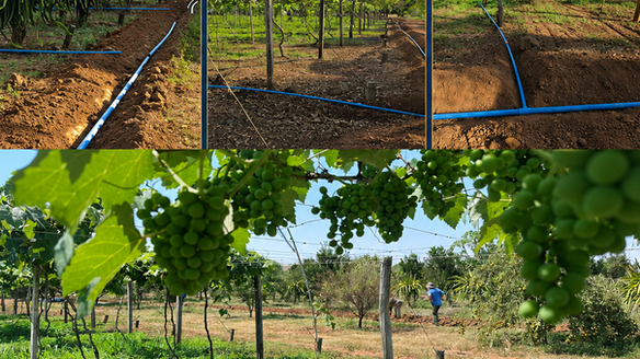 Parceria entre Cidesasul e Prefeitura fortalece produção de uvas com kit de irrigação em São Pedro da Cipa (MT)
