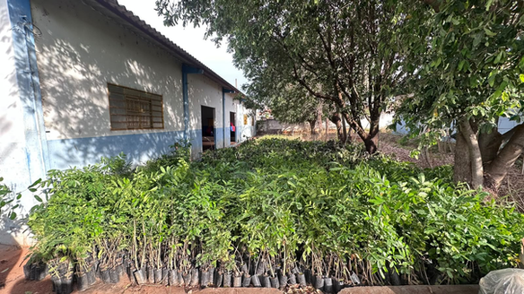 Cidesasul entrega mudas nativas a municípios consorciados e reforça ações ambientais no mês do Dia da Árvore