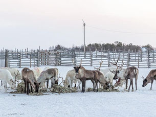 Reindeer of the Tundra cooperative in Lovozero. Photo: Yulia Nevskaya / IA REGNUM. Source: Novaya Gazeta.