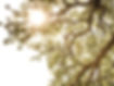 L'harmonie dans la nature bel arbre