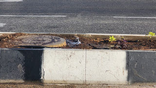 רק ראינו ודיווחנו כי הפיצוץ מים בגינון זרם וזרם וזרם באין מפריע או מושיע