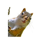 Untitled%20design%20(5)_edited.png
