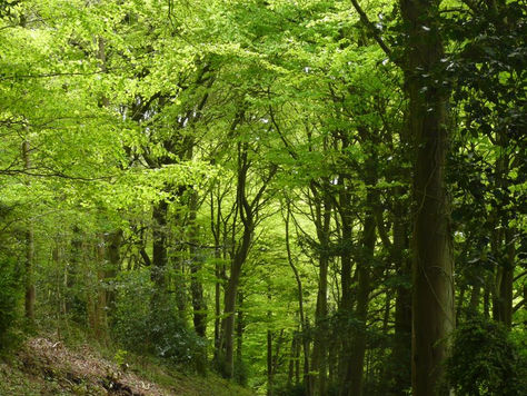 Woodchester Park