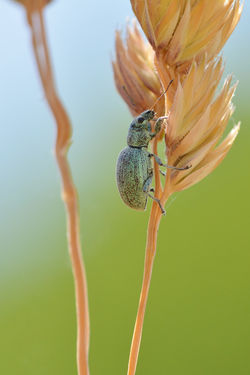 Bleu et vert