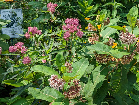 Milkweed for Monarchs