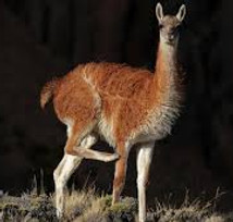 Comunicado del CCT CONICET CENPAT respecto a la problemática del guanaco.jpeg