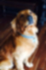 Bailey