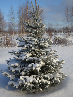 Новый год 2015