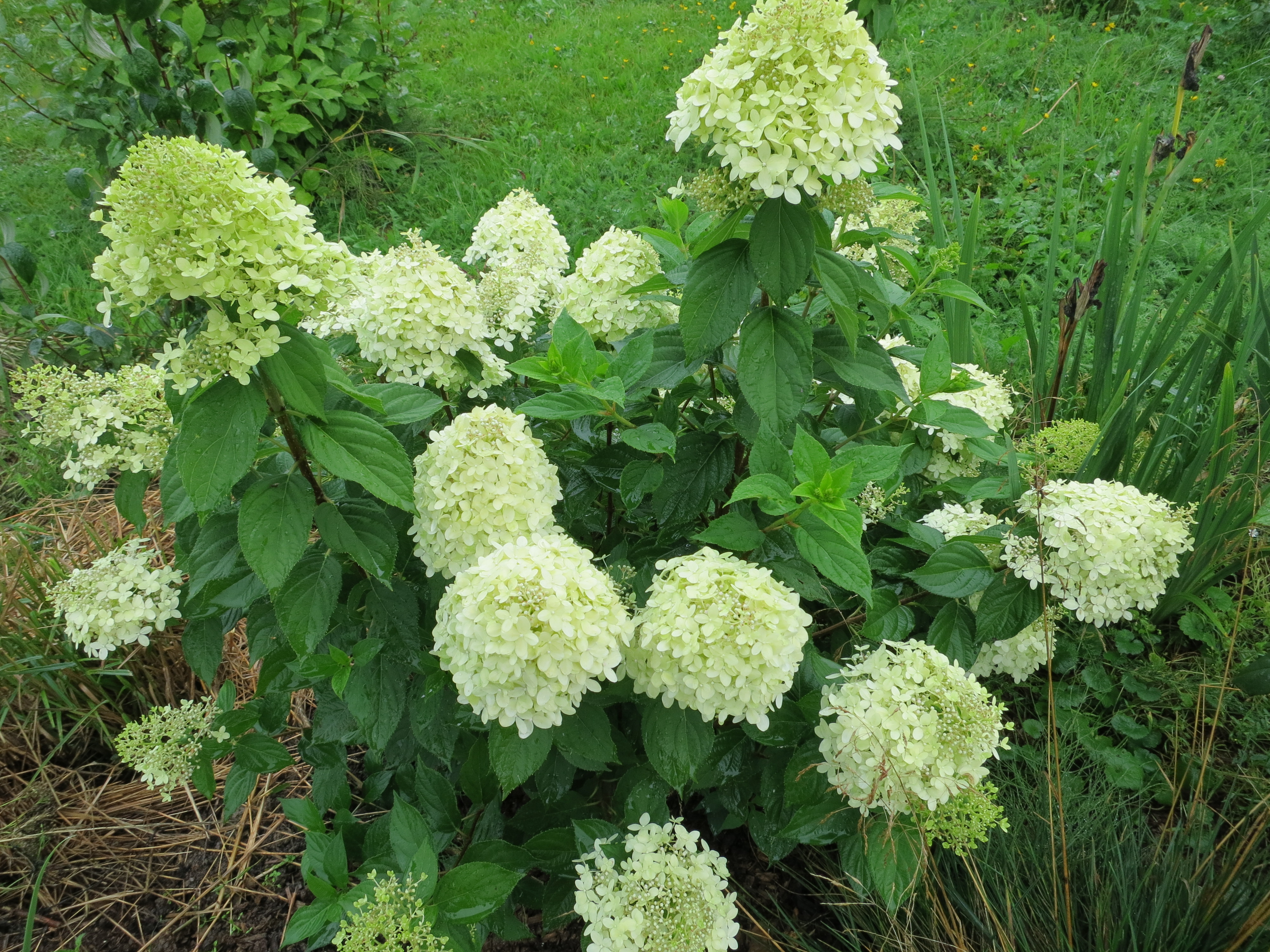 Лайм лаймлайт. Лайм лаймлайт. Лайм лаймлайт. Лайм лаймлайт. Лайм лаймлайт.