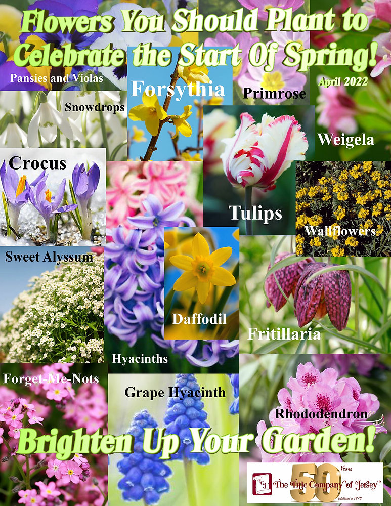 Spring Basic Flowers 15 Spring Flowers to Brighten Up Your Garden!
