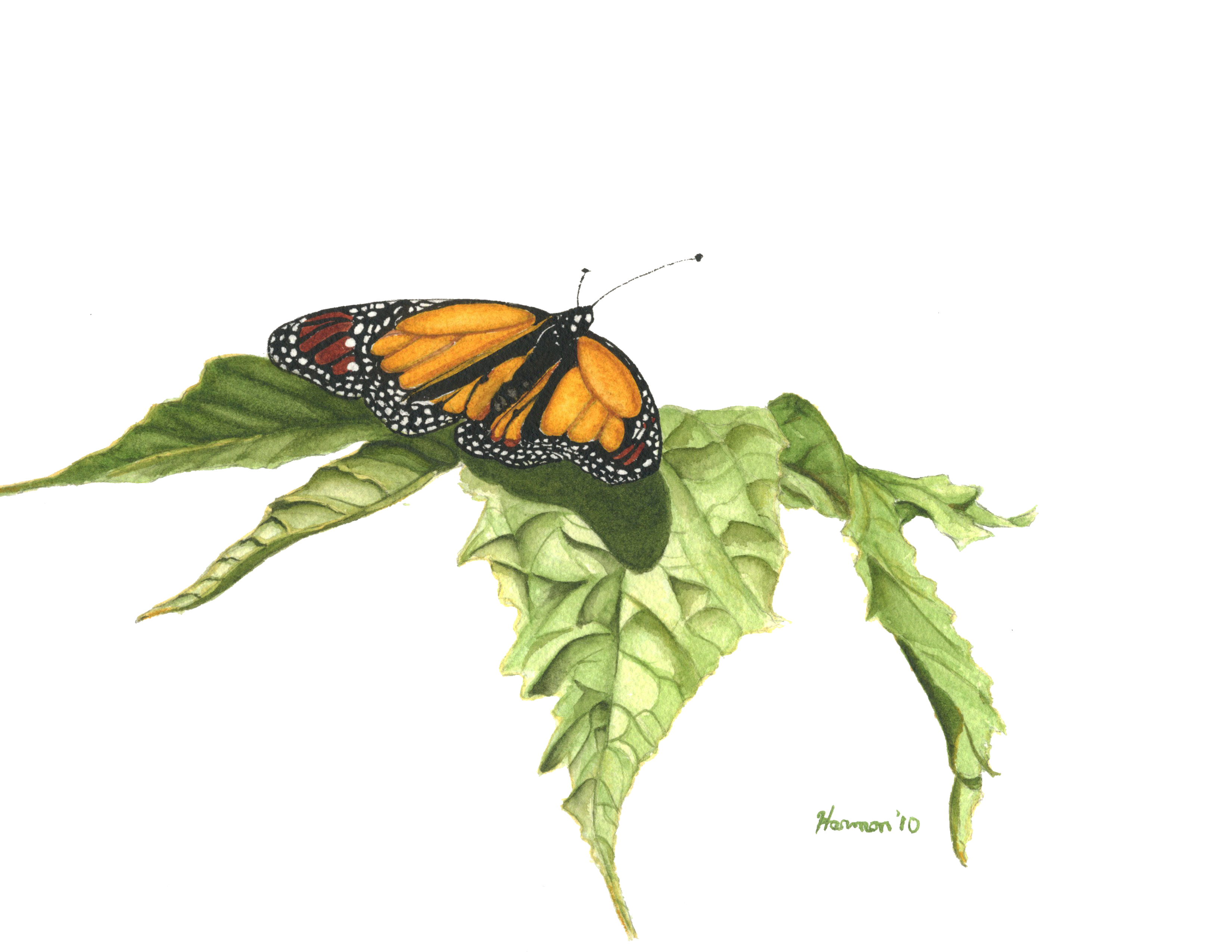 Monarch in Flight