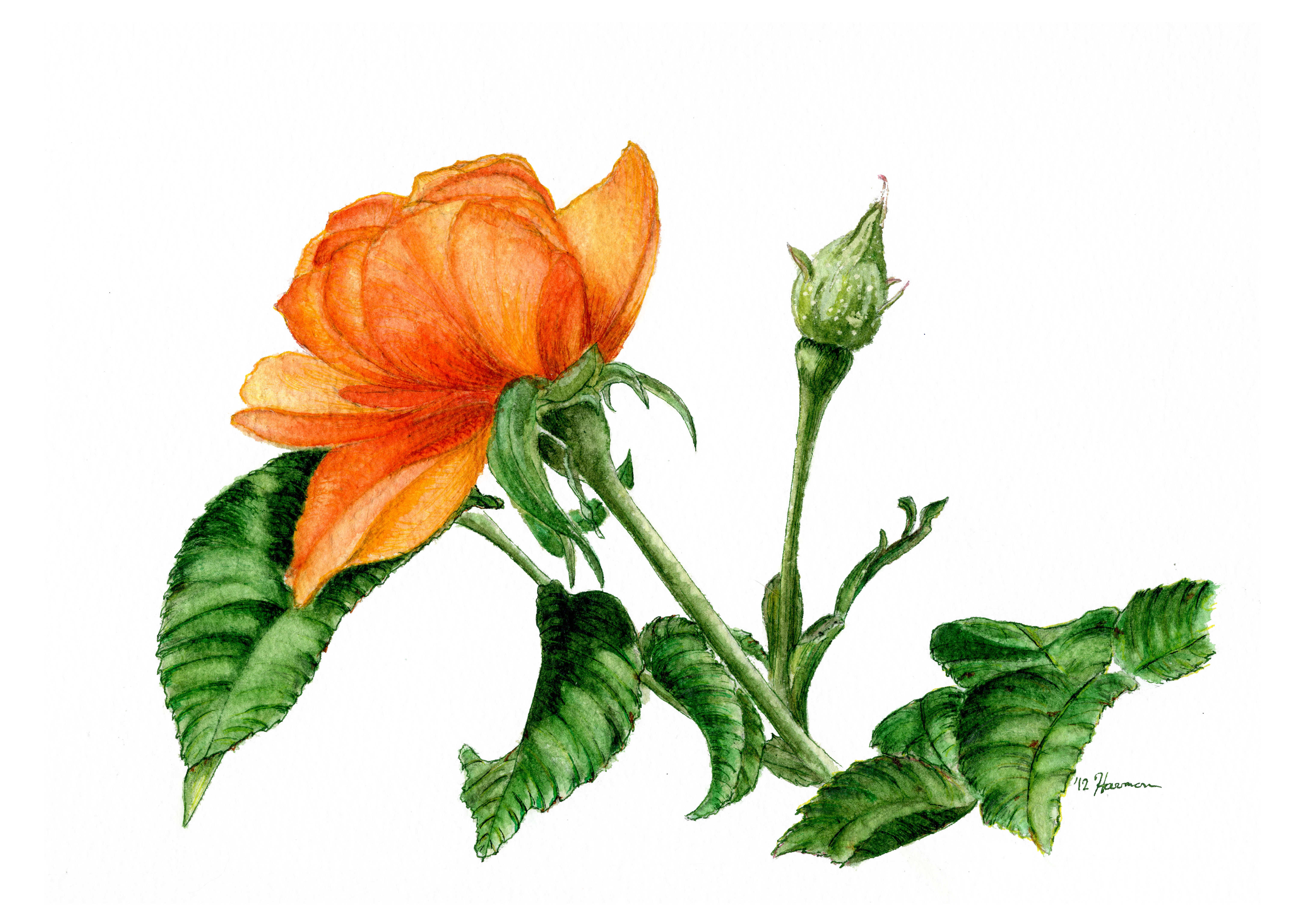 Orange Flower with Bud