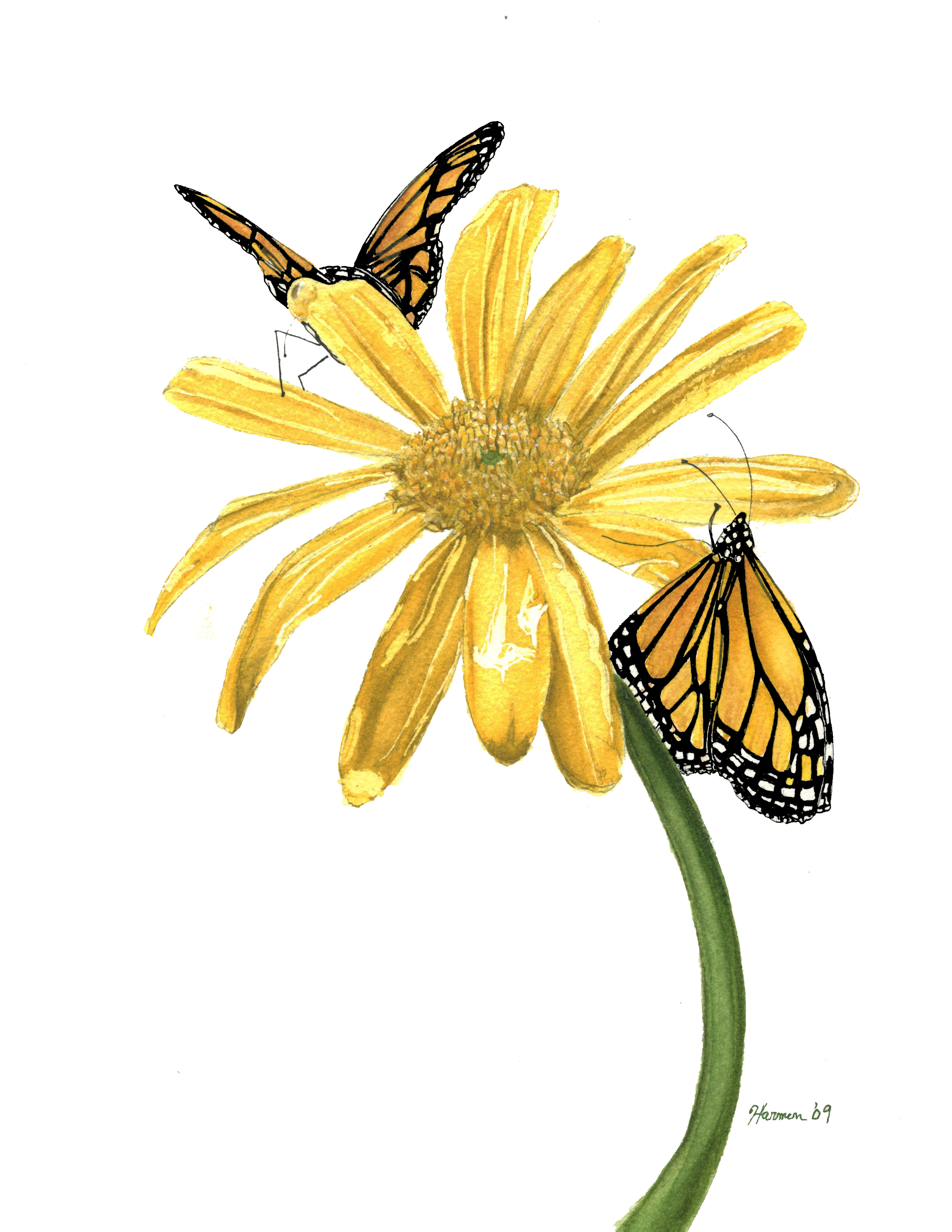 Monarchs on Yellow Daisy