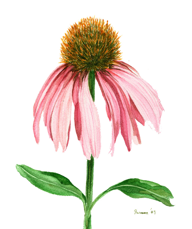 Corn Daisy