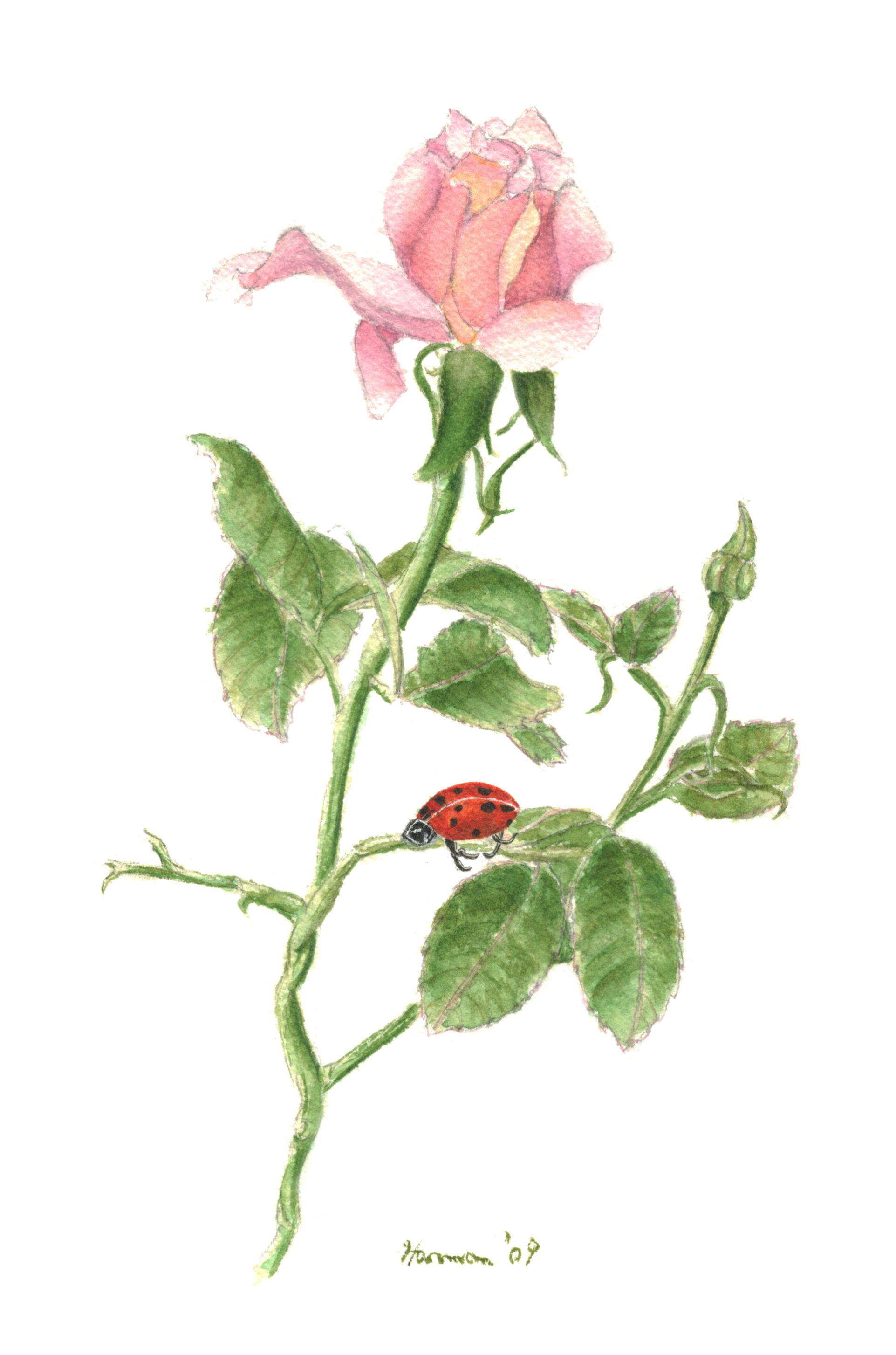 Ladybug on a Rose