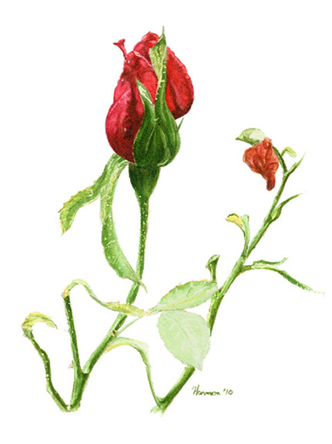Winter Roses