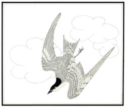 TERN