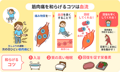筋肉痛を和らげるコツは血流 〜筋肉と血流の関係〜