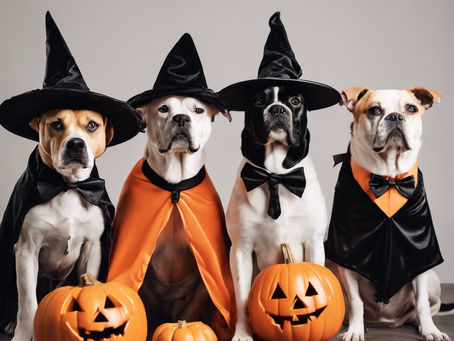 Halloween Safety Tips for Your Dog: Keep Your Pup Safe and Happy This Spooky Season