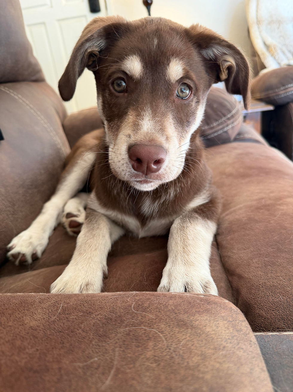 Bellatrix