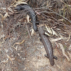 Shinglebacks Mt Majura.jpg