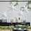 Thumbnail: Hanging White Paper Stars