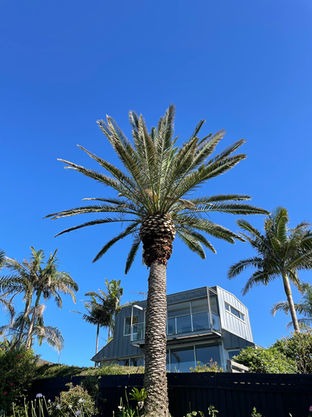 Date palm cleaning Palm Beach Northern Beaches Sydney