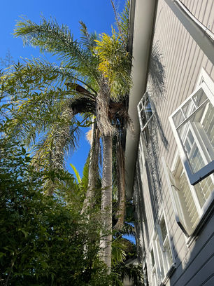 Tree services Northern Beaches