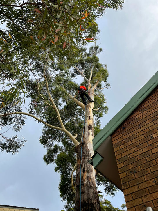 Large gum tree removal Beacon Hill Northern Beaches Arborist Sydney