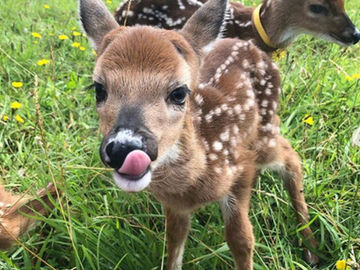 Fawn Response – The Lesser Known 4th Reactive Response