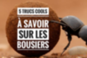 laboiteacuriosites.jpg