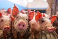 Pigs in a barn – agricultural photography