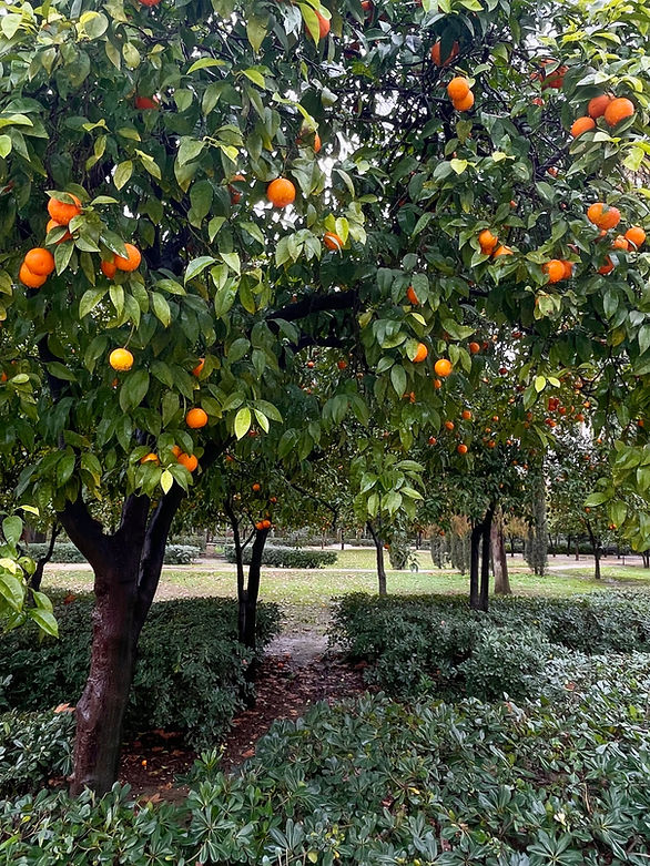 Apelsinträd