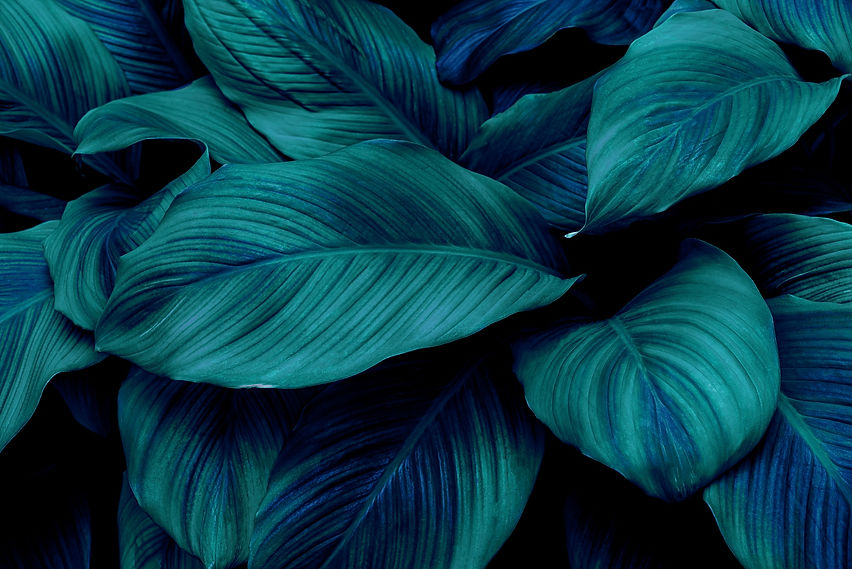 Hintergrund Blätter Klein.jp2