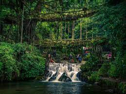 Double Decker Living Root Bridge