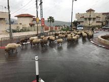 Next stop Shepherd's Way!