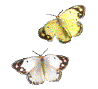 33935.gif