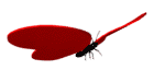 papillon125.gif