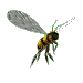 ABEILLE2.gif