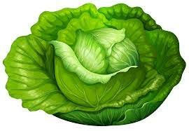 Cabbage.jpg