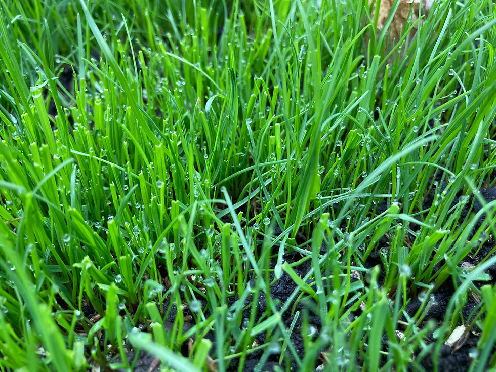 New Lawn