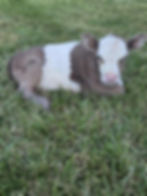 Calf Cuddle Sessions 10/5