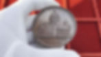 Thumbnail: 103138  |  RUSSIA. St. Petersburg. St. Isaac's Metropolitan Church bronze Medal.