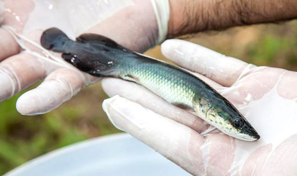 Alevino Pirarucu