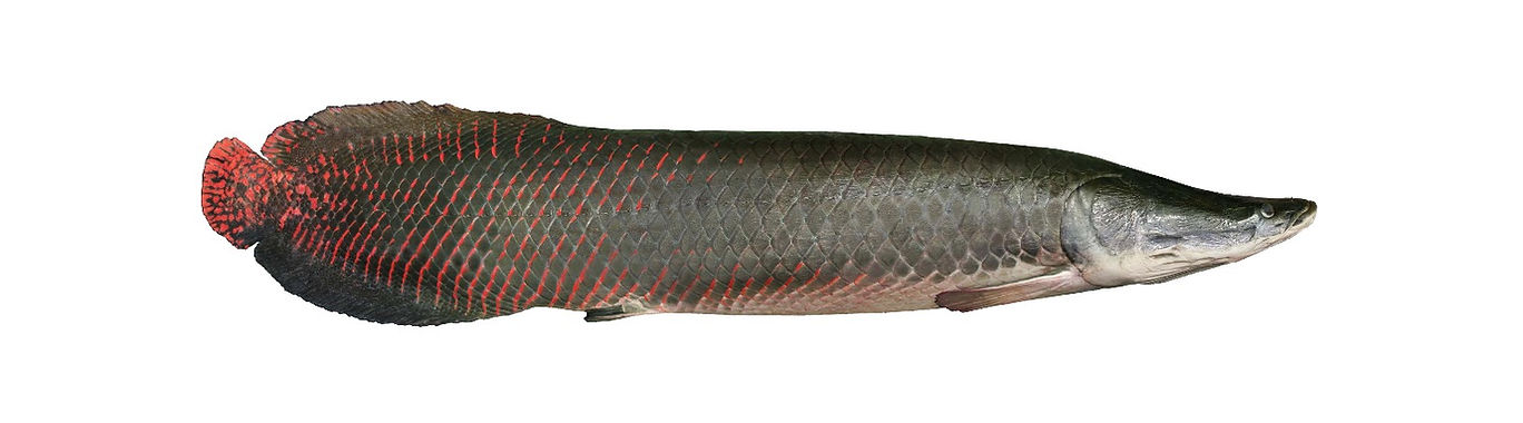 Pirarucu