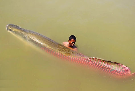 Pirarucu Gigante