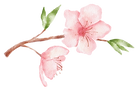 Rama sakura