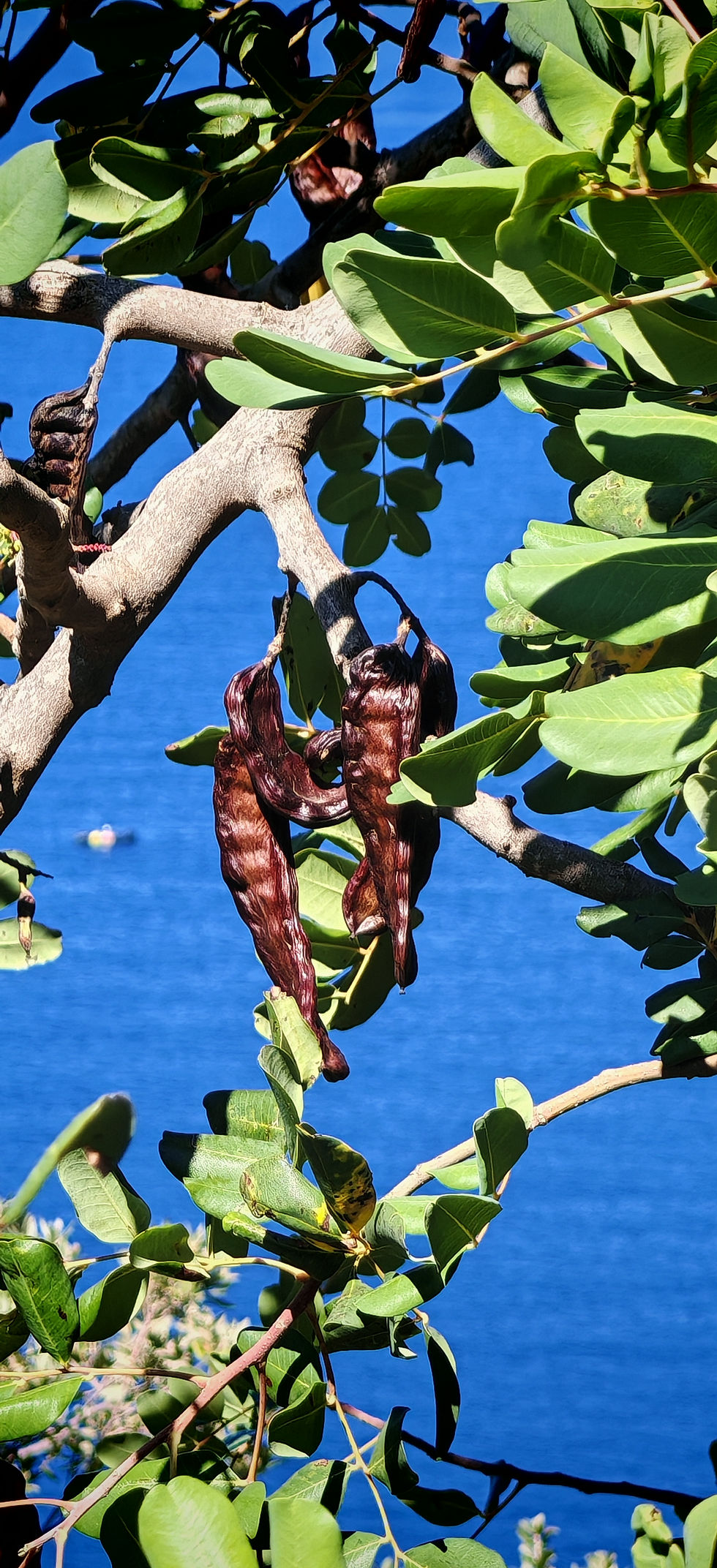 Carob tree on Molonta Heritage Estate