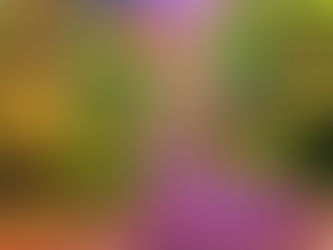 Stumbling on Mount Royal at Sunrise