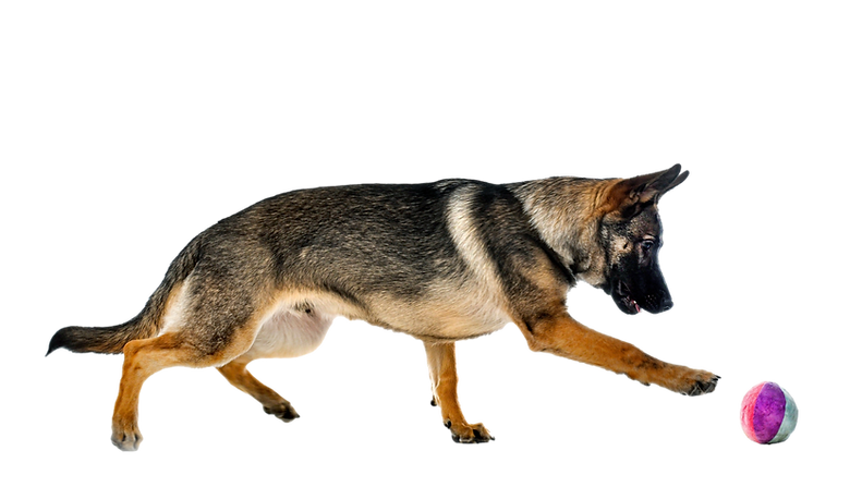 german shepard fetch_clipped_rev_1.png